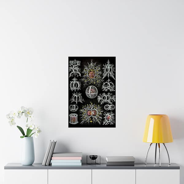 17042487012696551721_2048.jpeg Radiolaria, Stephoidea – Kunstformen der Natur, plate 71 – Ernst Haeckel (1904) – Natural History Poster Print