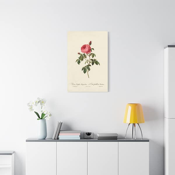 17057366500236671932_2048.jpeg Rosa Centifolia Burgundiaca (le Cent-feuilles de Bordeaux) – Pierre-Joseph Redouté (c. 1817-24) – Botanical Canvas Print