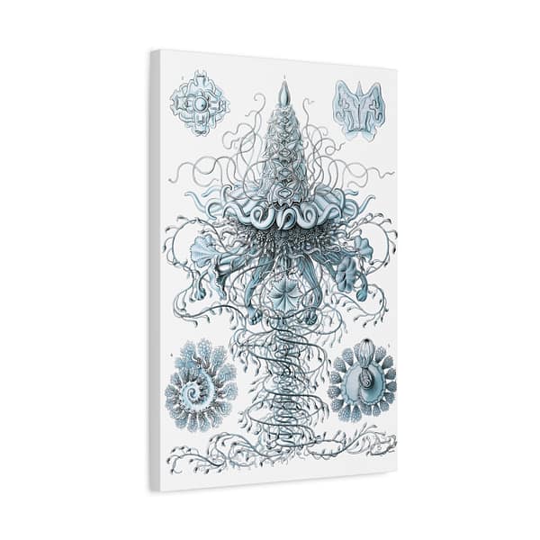 17094675730481063703_2048.jpeg Siphonophorae, Kunstformen der Natur, plate 37 – Ernst Haeckel (1904) – Natural History Canvas Print