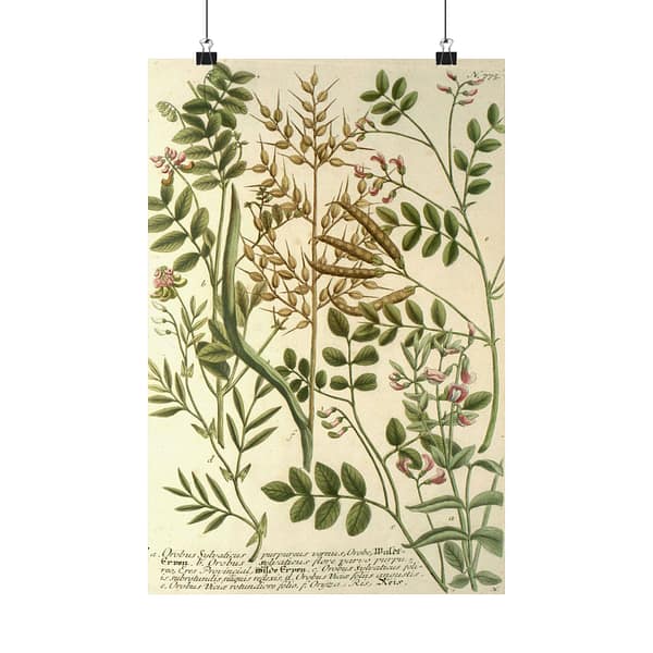 17114347767581368136_2048-1.jpeg Phytanthoza iconographia, Vol. 3, plate 775 – Johann Wilhelm Weinmann (1742) – Botanical Poster Print