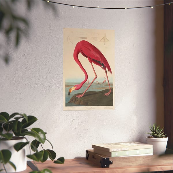 17298204105400274781_2048.jpeg American Flamingo, Birds of America – John James Audubon (1838) – Natural History Poster Print