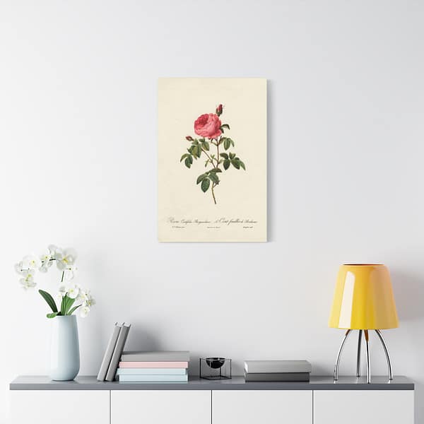 17414142318999775063_2048.jpeg Rosa Centifolia Burgundiaca (le Cent-feuilles de Bordeaux) – Pierre-Joseph Redouté (c. 1817-24) – Botanical Canvas Print