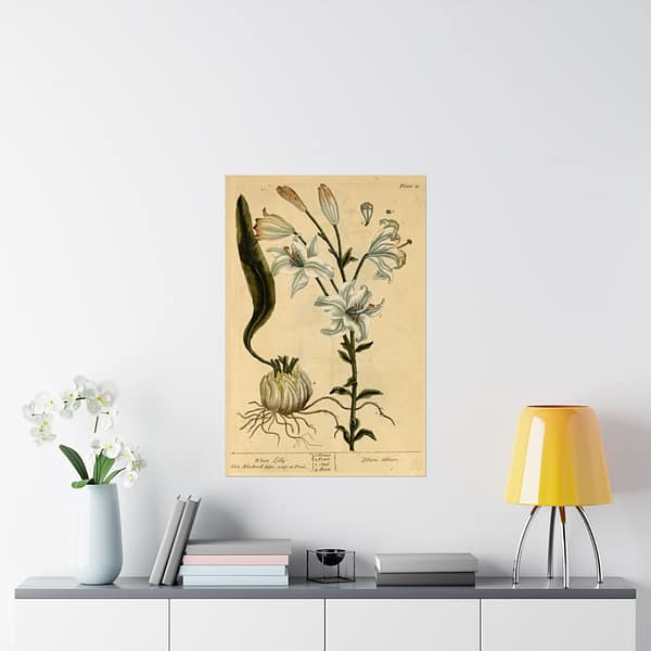 17468242760423714843_2048.jpeg White Lily (Lilium album), A Curious Herbal – Elizabeth Blackwell (1737) – Botanical Poster Print