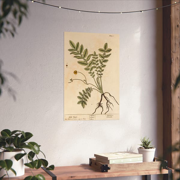 17532688528406931306_2048.jpeg Wild Tansie (Argentina, Potentilla), A Curious Herbal - Elizabeth Blackwell (1737) - Botanical Poster Print