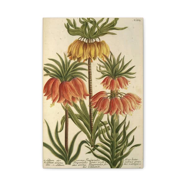 17570123435447722843_2048.jpeg Phytanthoza iconographia, Vol. 3, plate 662 – Johann Wilhelm Weinmann (1742) – Botanical Canvas Print