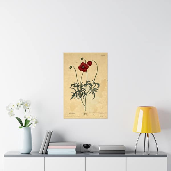 17578025429028413852_2048.jpeg Red Poppy (Papaver, rubrum, erraticum, rhoeas), A Curious Herbal – Elizabeth Blackwell (1737) – Botanical Poster Print