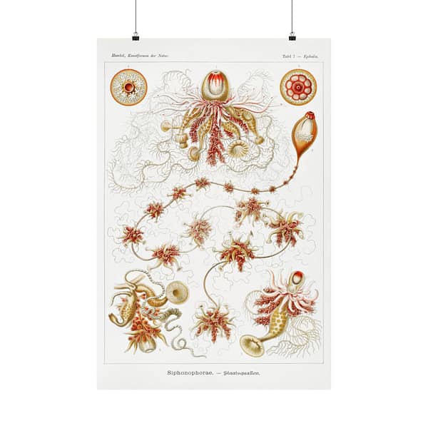 17590381092452997772_2048.jpeg Siphonophorae, Kunstformen der Natur, plate 7 – Ernst Haeckel (1904) – Natural History Poster Print