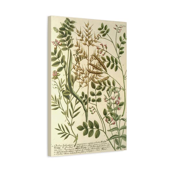 17616717471714498970_2048.jpeg Phytanthoza iconographia, Vol. 3, plate 775 – Johann Wilhelm Weinmann (1742) – Botanical Canvas Print