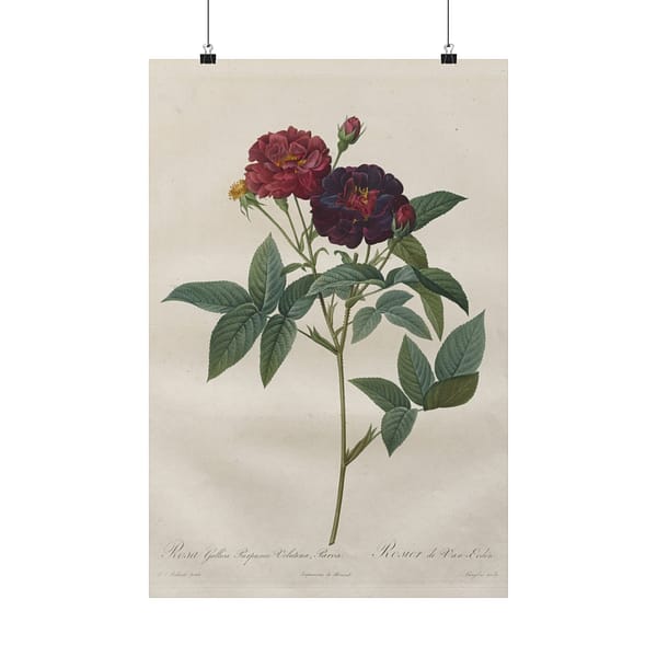 17648210511935023416_2048.jpeg Rosa Gallica Purpurea Velutina Parva (Rosier de Van-Eeden) – Pierre-Joseph Redouté (c. 1817-24) – Botanical Poster Print