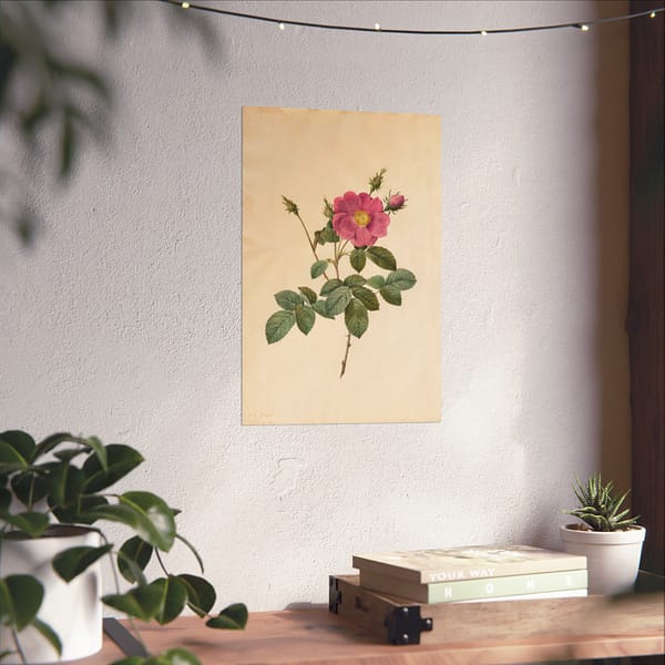 17724140841321472882_2048.jpeg Cabbage Rose (Rosa Centifolia Simplex) – Pierre-Joseph Redouté (c. 1817-24) – Botanical Poster Print