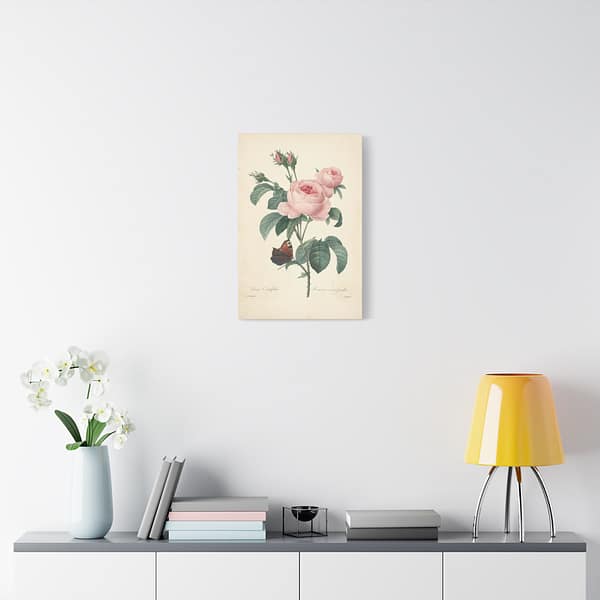 17740083829117373043_2048.jpeg Rosa Centifolia (Rosier à cent feuilles) – Pierre-Joseph Redouté (c. 1817-24) – Botanical Canvas Print