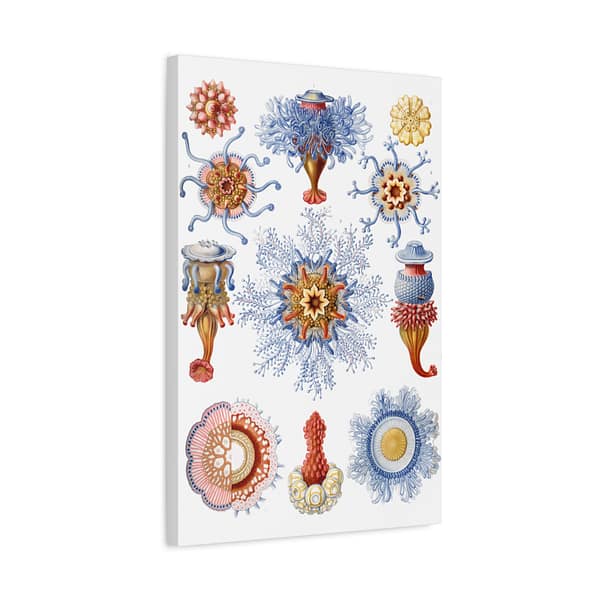 17931702289798343184_2048.jpeg Siphonophorae, Kunstformen der Natur, plate 17 – Ernst Haeckel (1904) – Natural History Canvas Print