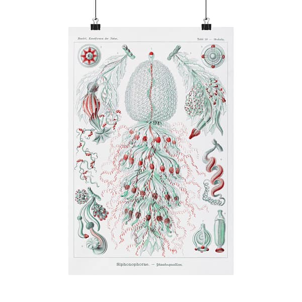 17950501097245673018_2048.jpeg Siphonophorae, Kunstformen der Natur, plate 59 – Ernst Haeckel (1904) – Natural History Poster Print
