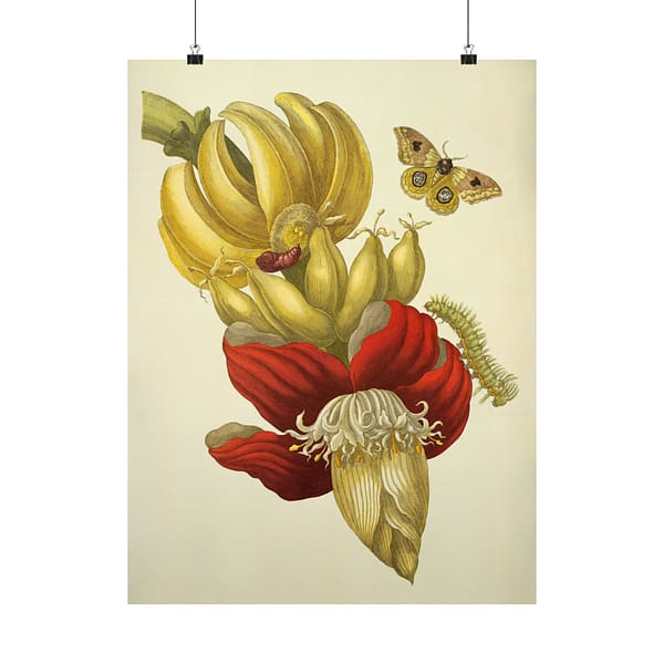 17987083291038831612_2048.jpeg Banana Flower and Fruit, Metamorphosis Insectorum Surinamensium – Maria Sibylla Merian (1705) – Botanical Poster Print