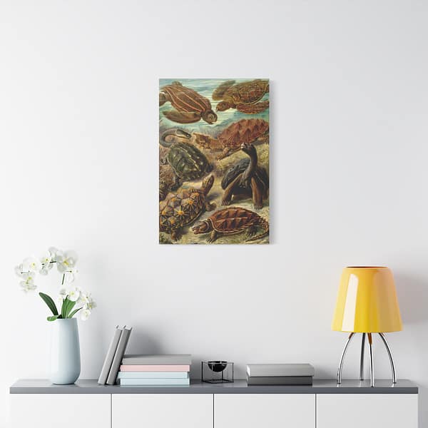 1798914394154723754_2048.jpeg Sea Turtles & Tortoises (Chelonia), Kunstformen der Natur – Ernst Haeckel (1904) – Natural History Canvas Print