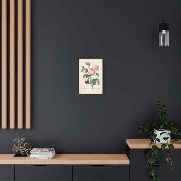 18011658306978664200_2048.jpeg Rosa Centifolia (Rosier à cent feuilles) – Pierre-Joseph Redouté (c. 1817-24) – Botanical Canvas Print