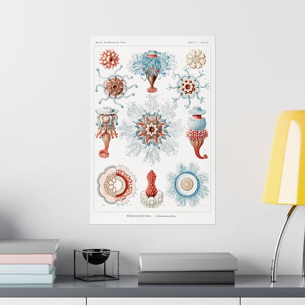 18030980523048424329_2048.jpeg Siphonophorae, Kunstformen der Natur, plate 17 – Ernst Haeckel (1904) – Natural History Poster Print