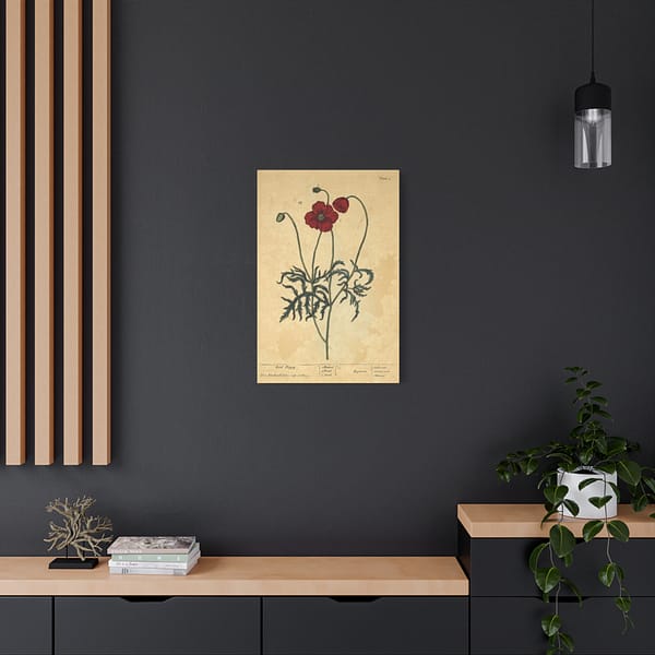 18085490769735885599_2048.jpeg Red Poppy (Papaver, rubrum, erraticum, rhoeas), A Curious Herbal – Elizabeth Blackwell (1737) – Botanical Canvas Print
