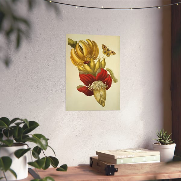 1808711503303481653_2048.jpeg Banana Flower and Fruit, Metamorphosis Insectorum Surinamensium – Maria Sibylla Merian (1705) – Botanical Poster Print