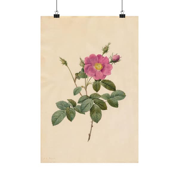18108877952999591930_2048.jpeg Cabbage Rose (Rosa Centifolia Simplex) – Pierre-Joseph Redouté (c. 1817-24) – Botanical Poster Print