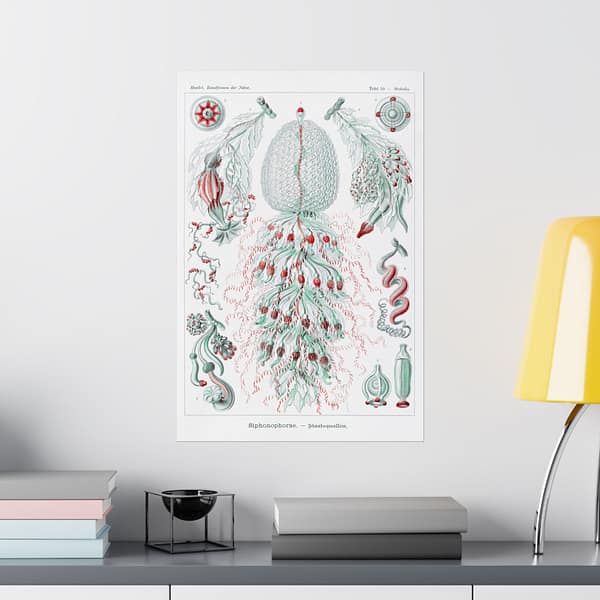 18117289753433581434_2048.jpeg Siphonophorae, Kunstformen der Natur, plate 59 – Ernst Haeckel (1904) – Natural History Poster Print