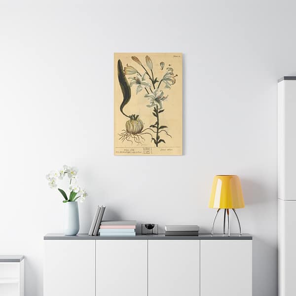 18183070145861026629_2048.jpeg White Lily (Lilium album), A Curious Herbal – Elizabeth Blackwell (1737) – Botanical Canvas Print