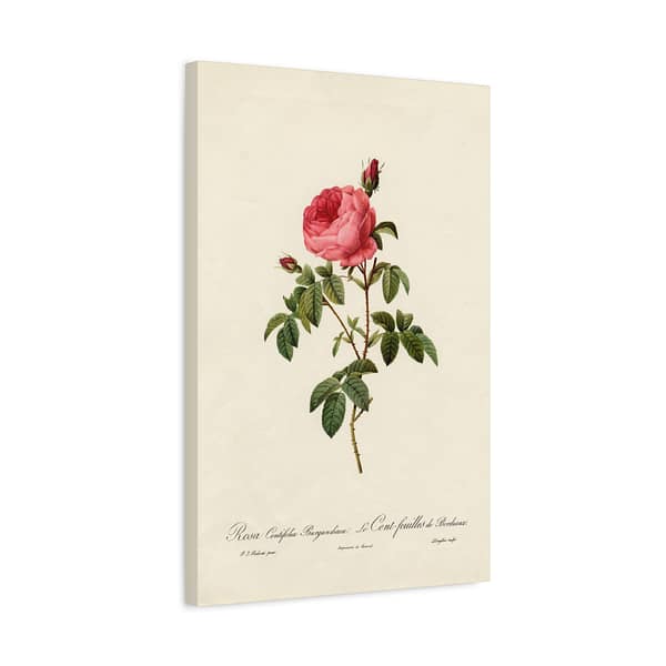 1869844946641613087_2048.jpeg Rosa Centifolia Burgundiaca (le Cent-feuilles de Bordeaux) – Pierre-Joseph Redouté (c. 1817-24) – Botanical Canvas Print