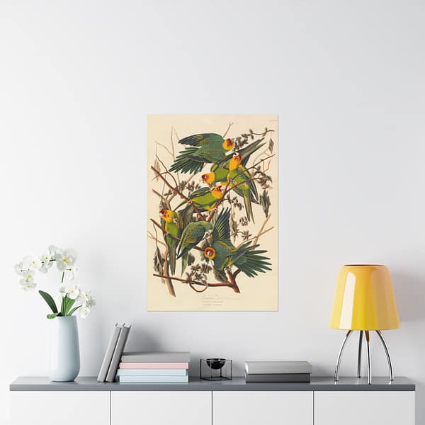 1882340161210765348_2048.jpeg Carolina Parakeet, Birds of America – John James Audubon (1828) – Natural History Poster Print