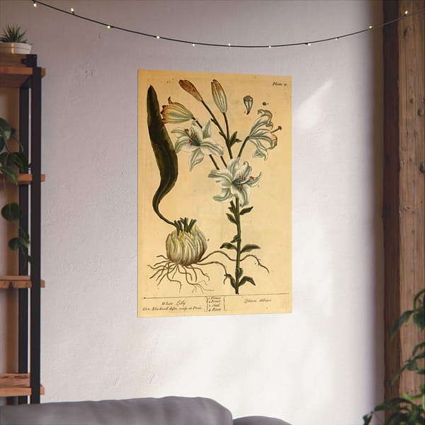 1922322297654076093_2048.jpeg White Lily (Lilium album), A Curious Herbal – Elizabeth Blackwell (1737) – Botanical Poster Print