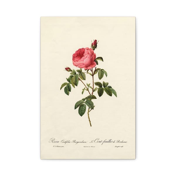 1974827199206257526_2048.jpeg Rosa Centifolia Burgundiaca (le Cent-feuilles de Bordeaux) – Pierre-Joseph Redouté (c. 1817-24) – Botanical Canvas Print