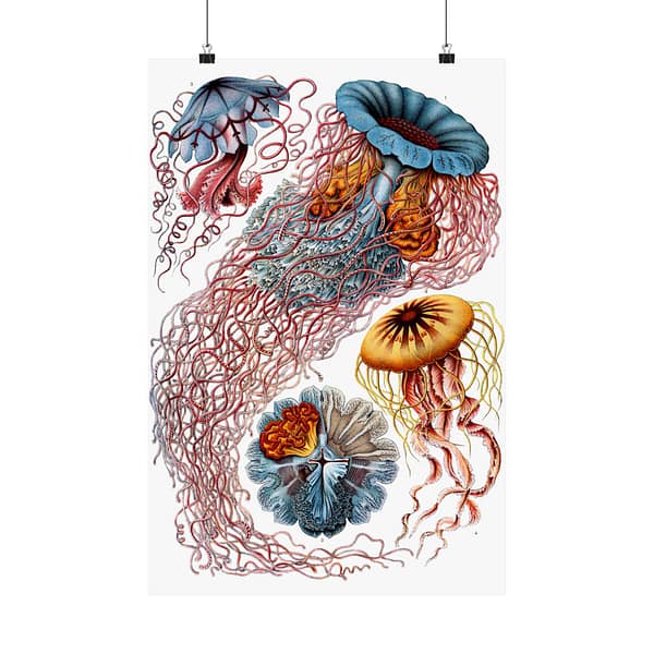 2113186523596149138_2048.jpeg Jellyfish (Discomedusae), Kunstformen der Natur – Ernst Haeckel (1904) – Natural History Poster Print
