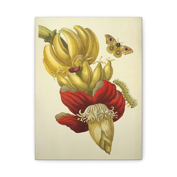 2126271973311423180_2048.jpeg Banana Flower and Fruit, Metamorphosis Insectorum Surinamensium – Maria Sibylla Merian (1705) – Botanical Canvas Print