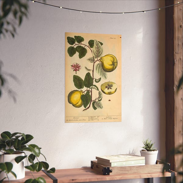 2238252667617865109_2048.jpeg Quinces (Cydonea, or Mala cotonea major), A Curious Herbal – Elizabeth Blackwell (1737) – Botanical Poster Print