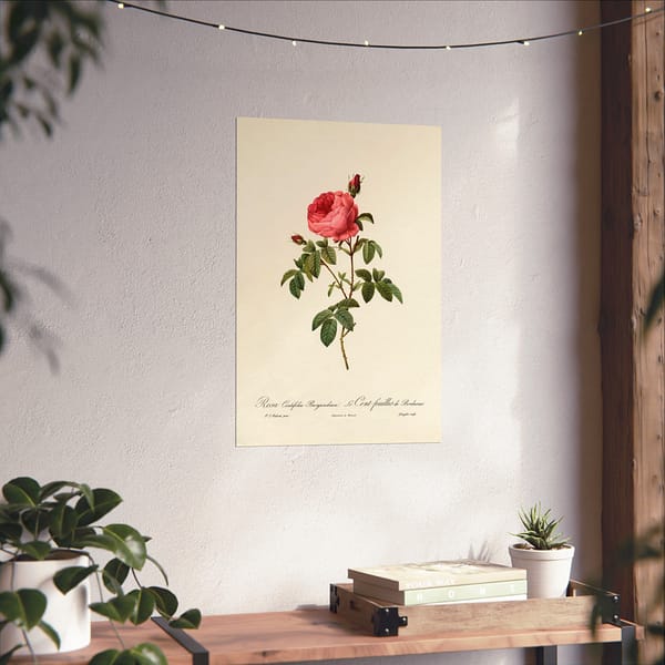 225619881827298300_2048.jpeg Rosa Centifolia Burgundiaca (le Cent-feuilles de Bordeaux) – Pierre-Joseph Redouté (c. 1817-24) – Botanical Poster Print