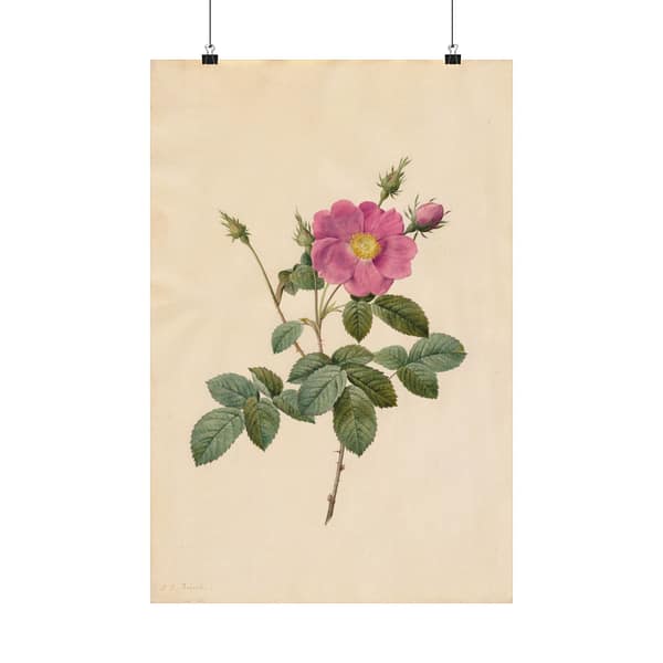 225716281263149382_2048.jpeg Cabbage Rose (Rosa Centifolia Simplex) – Pierre-Joseph Redouté (c. 1817-24) – Botanical Poster Print