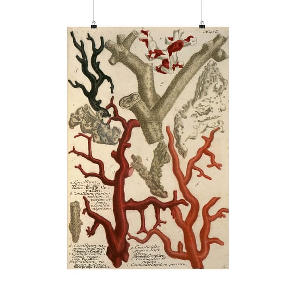 23811333275490741_2048.jpeg Phytanthoza iconographia, Vol. 2, plate 426 – Johann Wilhelm Weinmann (1739) – Natural History Poster Print