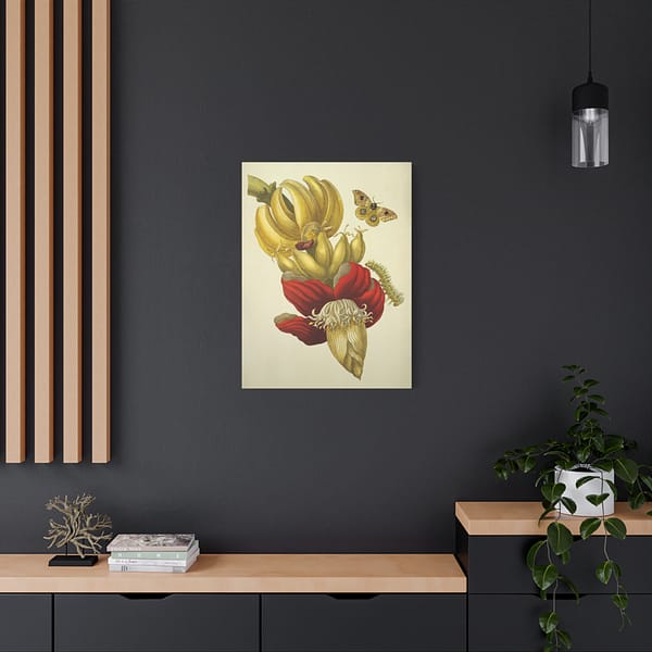 2460375718118792373_2048.jpeg Banana Flower and Fruit, Metamorphosis Insectorum Surinamensium – Maria Sibylla Merian (1705) – Botanical Canvas Print