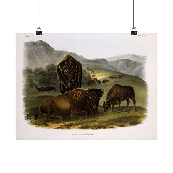 2466463741789603863_2048.jpeg Bos Americanus, American Bison or Buffalo, plate 57 – John James Audubon (1845) – Natural History Poster Print