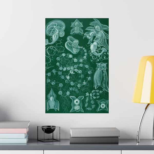 252058696077031397_2048.jpeg Siphonophorae, Kunstformen der Natur, plate 77 – Ernst Haeckel (1904) – Natural History Poster Print