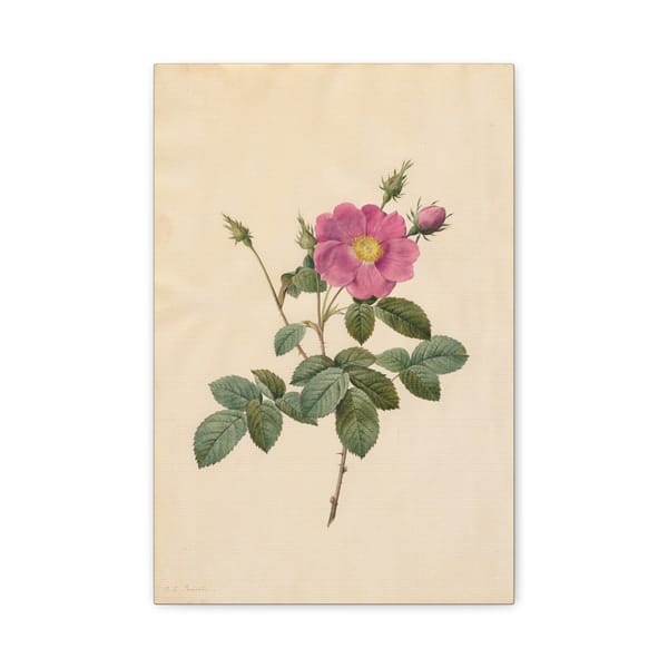 2532167606354254129_2048.jpeg Cabbage Rose (Rosa Centifolia Simplex) – Pierre-Joseph Redouté (c. 1817-24) – Botanical Canvas Print