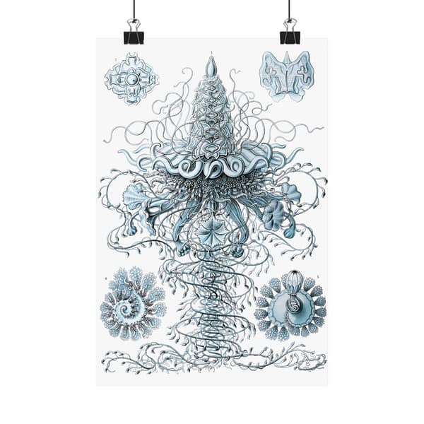 2545797788525428692_2048.jpeg Siphonophorae, Kunstformen der Natur, plate 37 – Ernst Haeckel (1904) – Natural History Poster Print