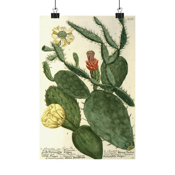 2622143474639331816_2048.jpeg Phytanthoza iconographia, Vol. 3, plate 766 – Johann Wilhelm Weinmann (1742) – Botanical Poster Print