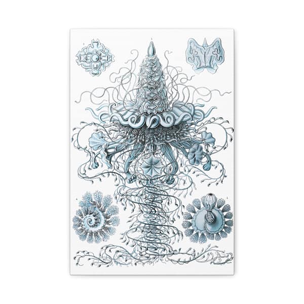 2658195082053943636_2048-1.jpeg Siphonophorae, Kunstformen der Natur, plate 37 – Ernst Haeckel (1904) – Natural History Canvas Print