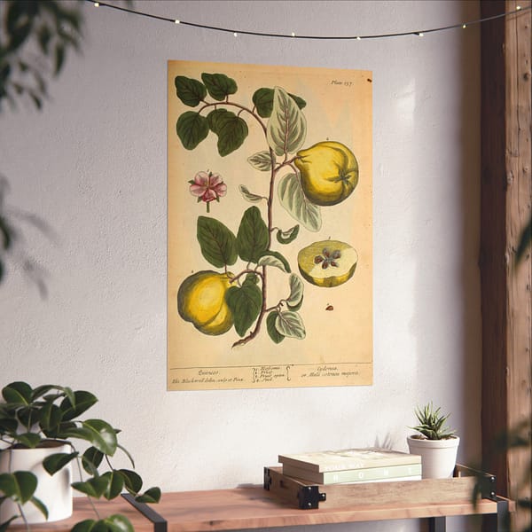 2812504549107881756_2048.jpeg Quinces (Cydonea, or Mala cotonea major), A Curious Herbal – Elizabeth Blackwell (1737) – Botanical Poster Print