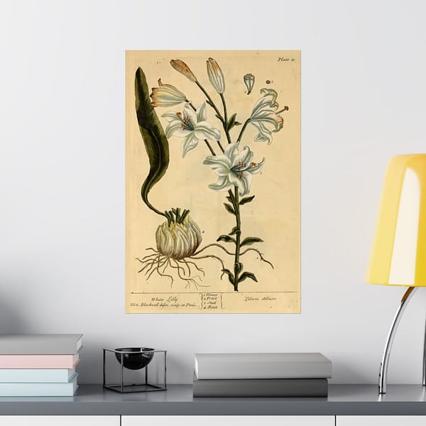 2817377160528066062_2048.jpeg White Lily (Lilium album), A Curious Herbal – Elizabeth Blackwell (1737) – Botanical Poster Print