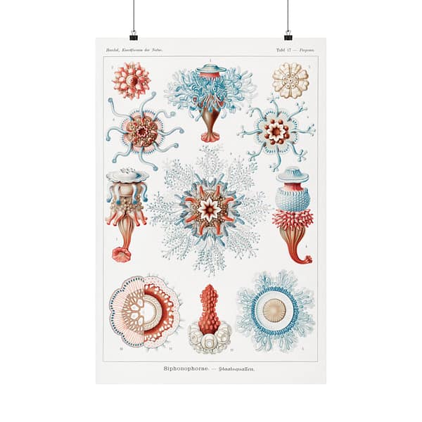 285999717341919834_2048.jpeg Siphonophorae, Kunstformen der Natur, plate 17 – Ernst Haeckel (1904) – Natural History Poster Print