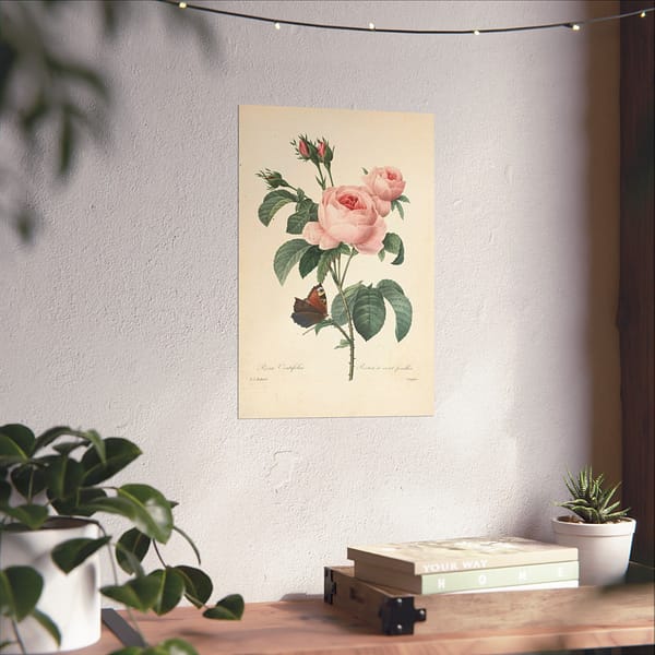 2930520726406129385_2048.jpeg Rosa Centifolia (Rosier à cent feuilles) – Pierre-Joseph Redouté (c. 1817-24) – Botanical Poster Print