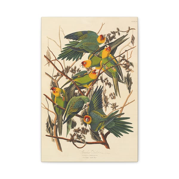 2978590675043705179_2048.jpeg Carolina Parakeet, Birds of America – John James Audubon (1828) – Natural History Canvas Print