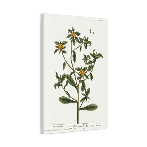 2981496338670081338_2048.jpeg Spiny Starwort (Pallenis spinosa), A Curious Herbal – Elizabeth Blackwell (1739) – Botanical Canvas Print