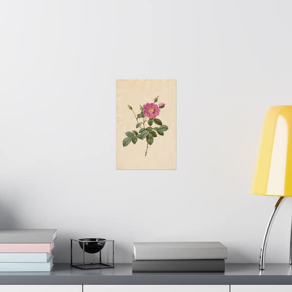 3078902097195949680_2048.jpeg Cabbage Rose (Rosa Centifolia Simplex) – Pierre-Joseph Redouté (c. 1817-24) – Botanical Poster Print